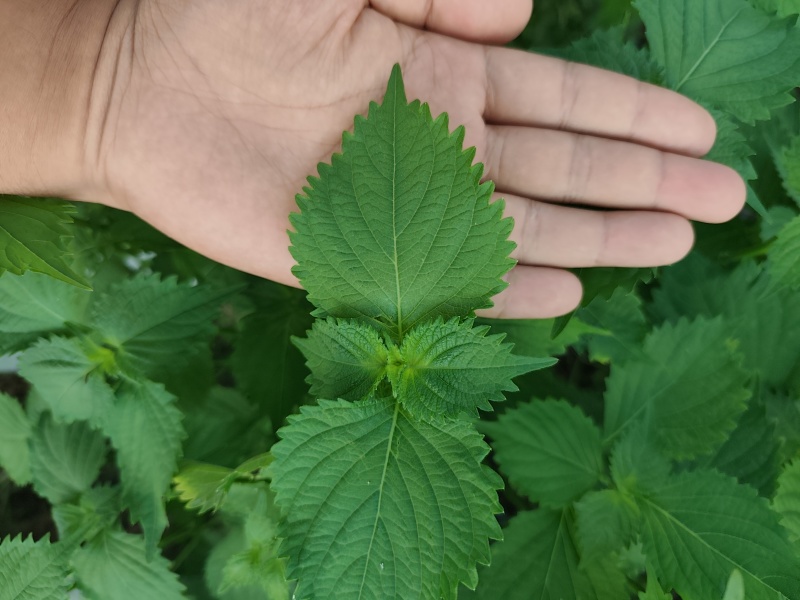 新鲜紫苏叶青紫苏日本大叶紫苏顺丰发货