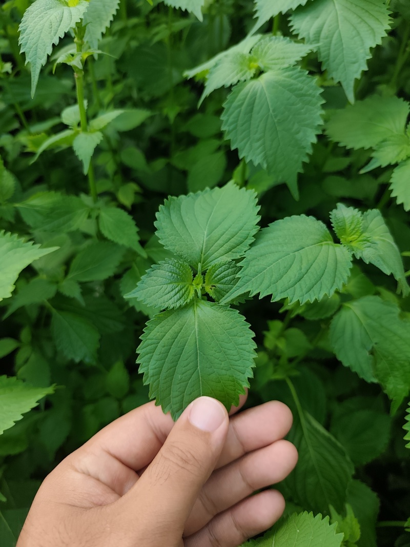 新鲜紫苏叶青紫苏日本大叶紫苏顺丰发货
