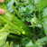 大量芹菜出售