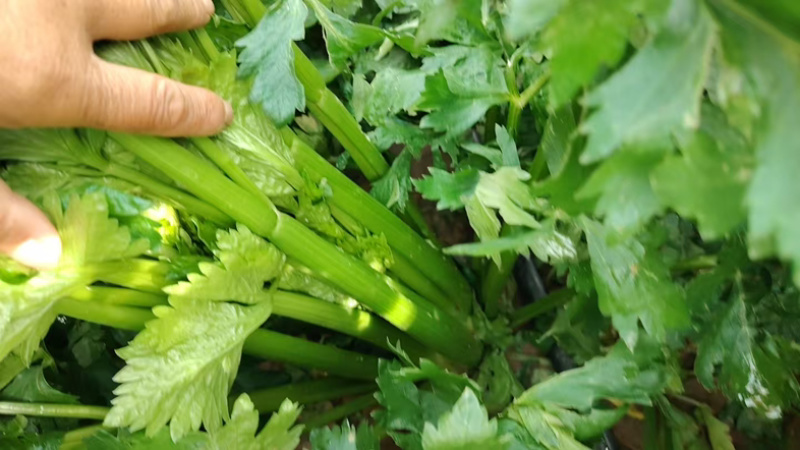 大量芹菜出售