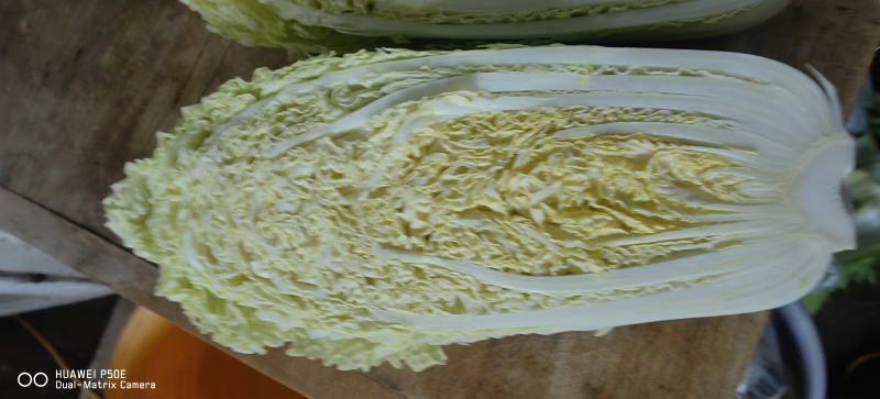 大白菜