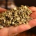 蒺藜中药材正品道地药材诚信经营合作共赢中药材