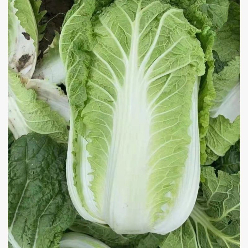 大白菜