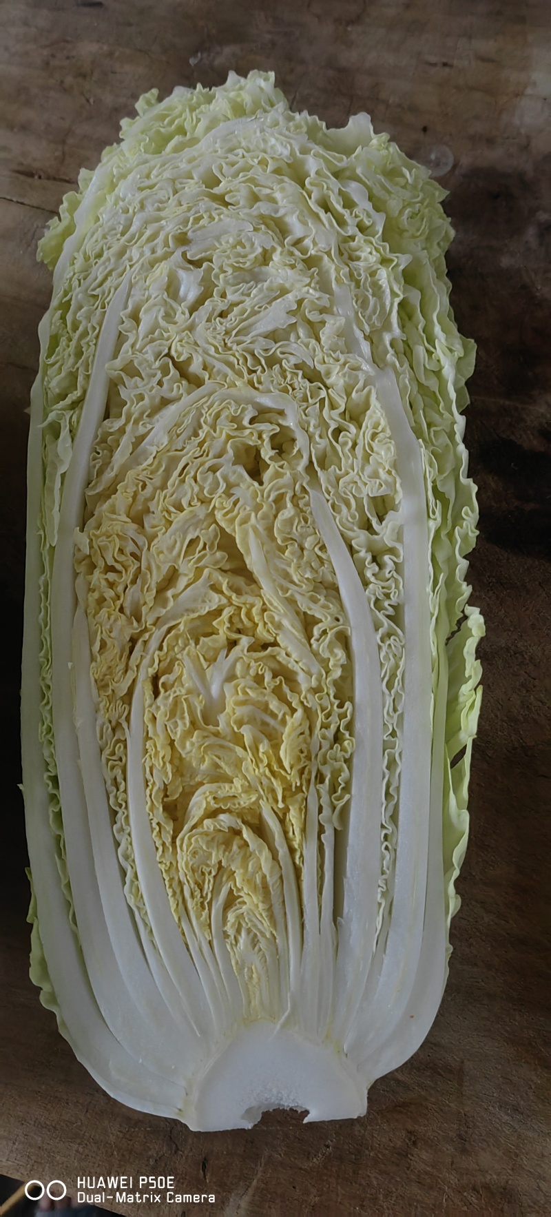 大白菜