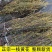 一枝黄花中草药新鲜干货道地中药材合作共赢诚信经营