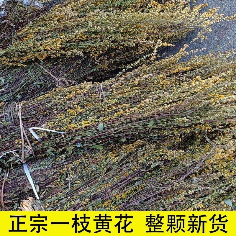 一枝黄花中草药新鲜干货道地中药材合作共赢诚信经营