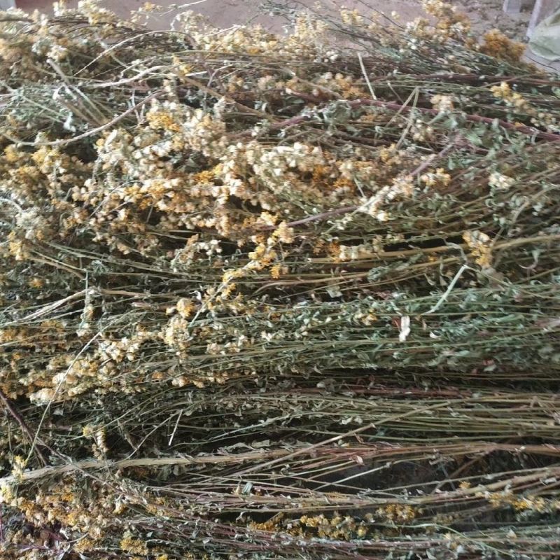 一枝黄花中草药新鲜干货道地中药材合作共赢诚信经营