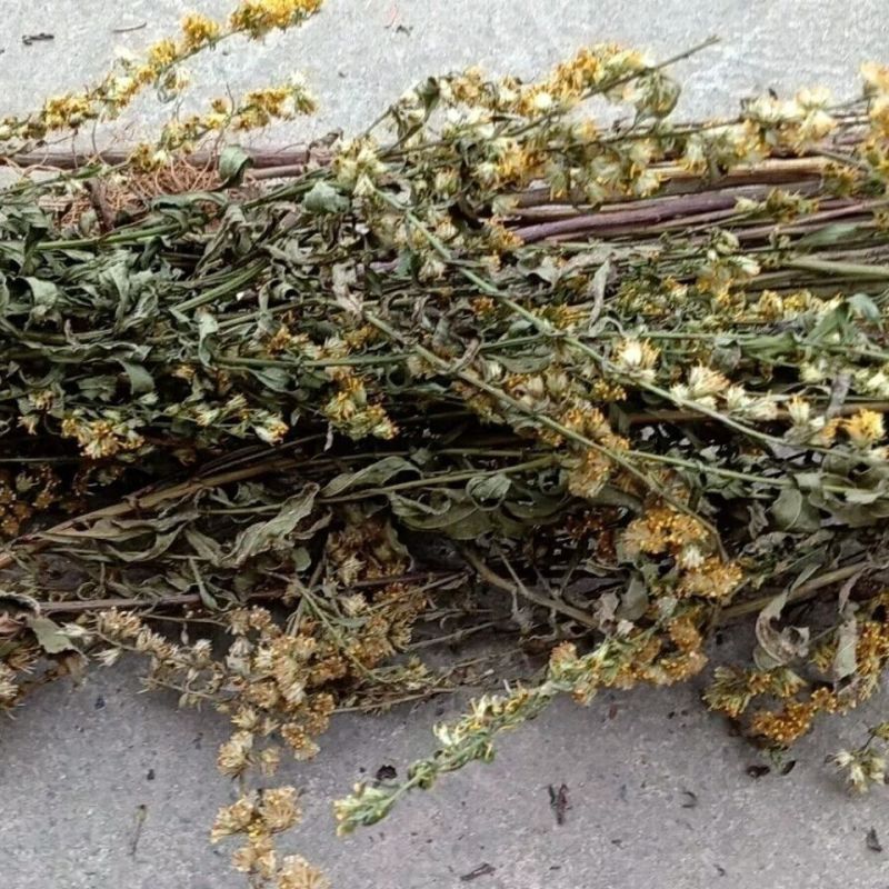 一枝黄花中草药新鲜干货道地中药材合作共赢诚信经营