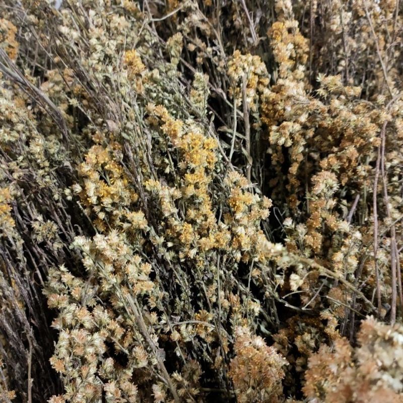 一枝黄花中草药新鲜干货道地中药材合作共赢诚信经营