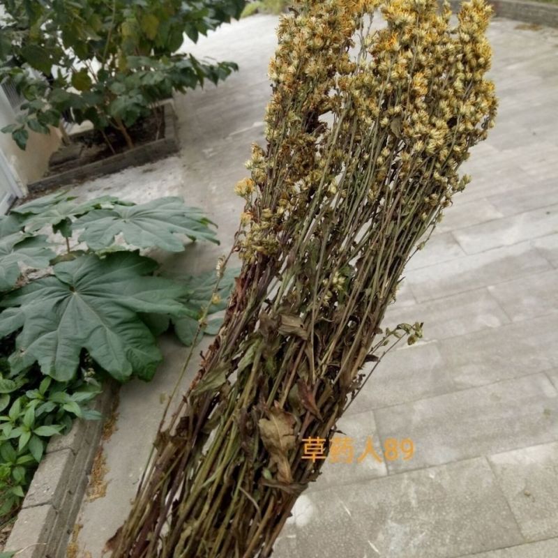 一枝黄花中草药新鲜干货道地中药材合作共赢诚信经营