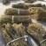 一枝黄花中草药新鲜干货道地中药材合作共赢诚信经营