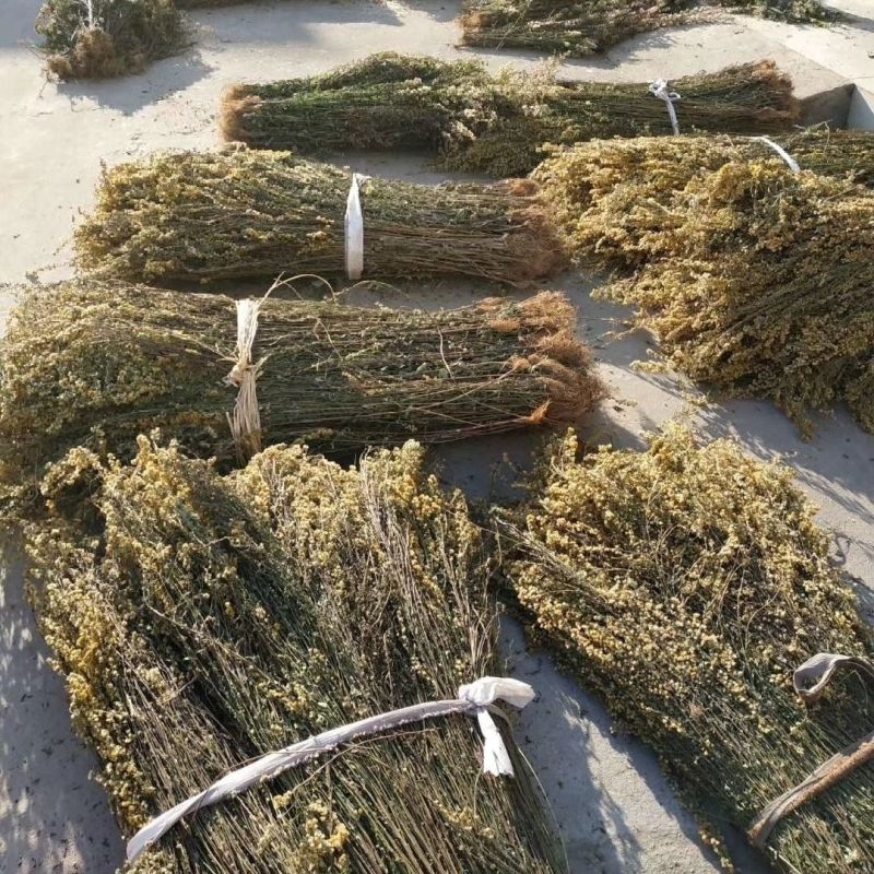 一枝黄花中草药新鲜干货道地中药材合作共赢诚信经营