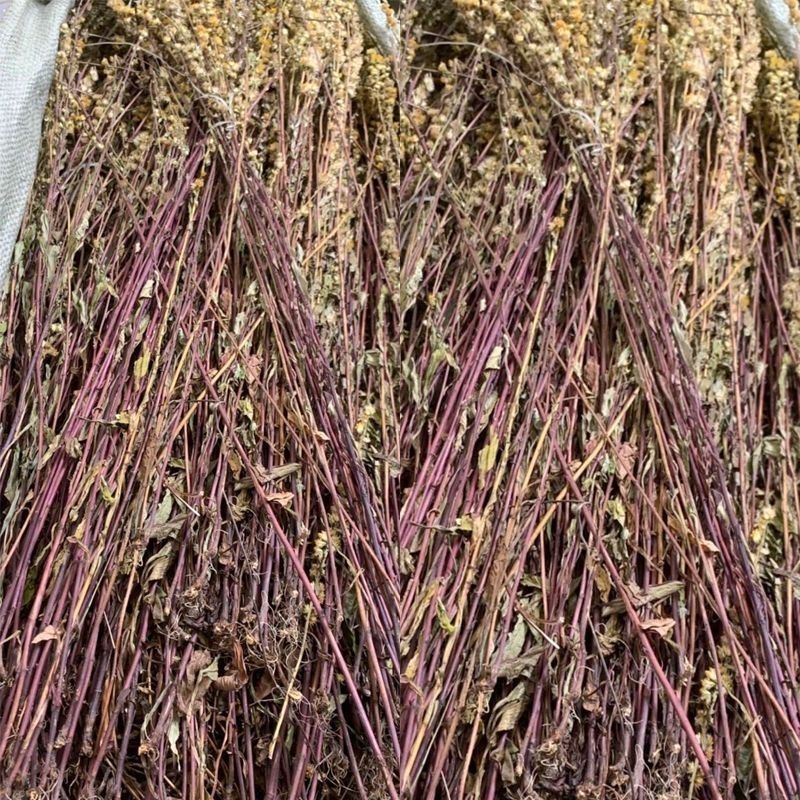 一枝黄花中草药新鲜干货道地中药材合作共赢诚信经营