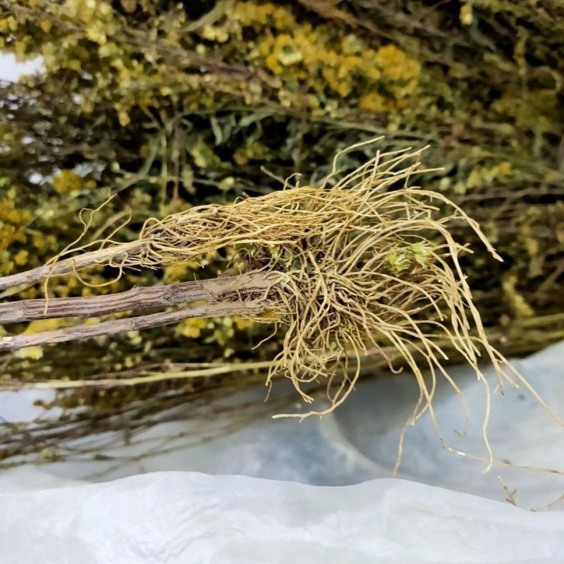 一枝黄花中草药新鲜干货道地中药材合作共赢诚信经营