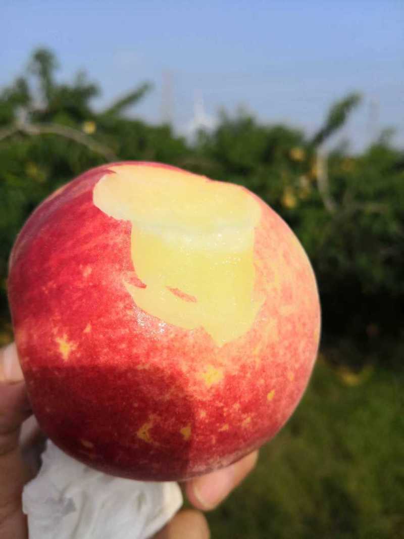 金秋红蜜桃子又脆又甜，产地发货量大低价，可视频看货