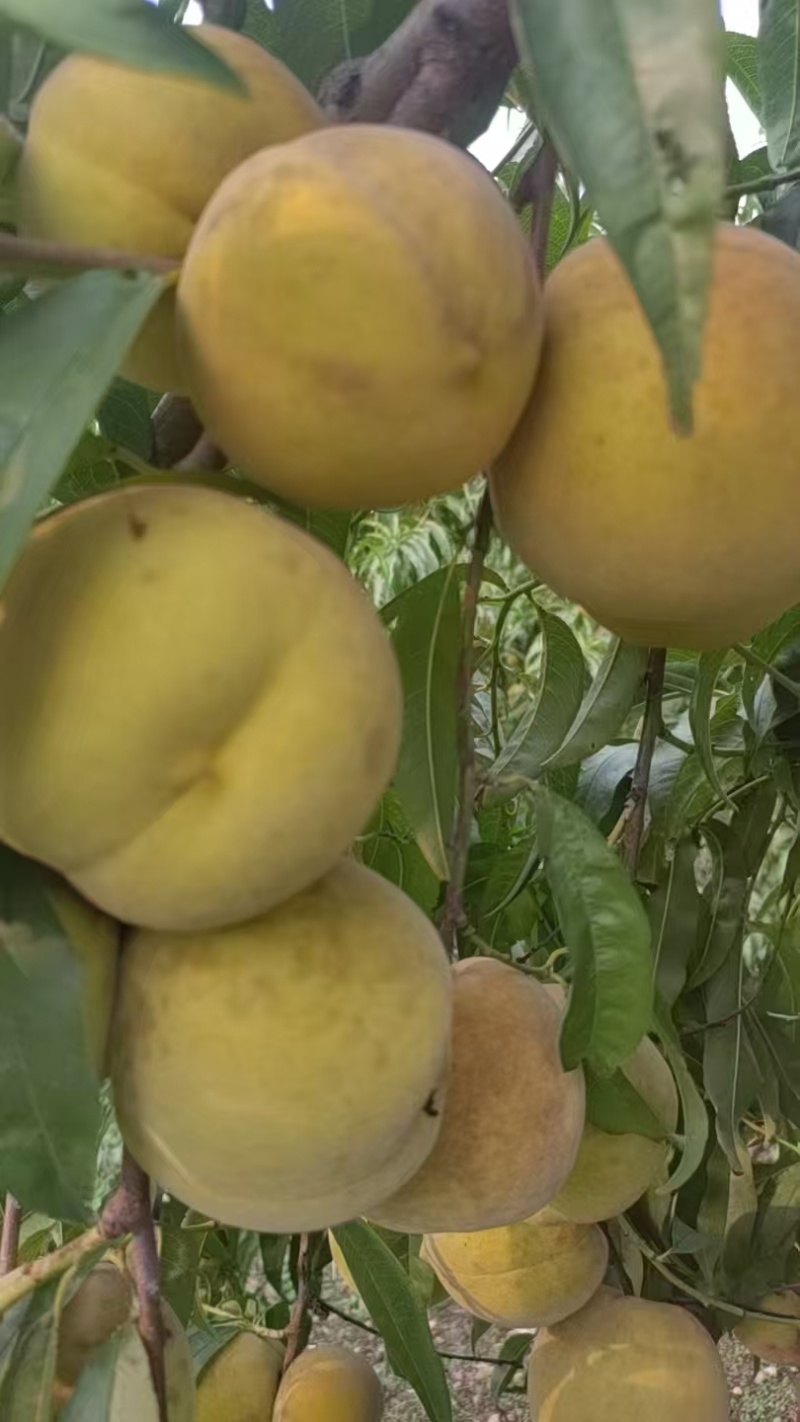 南非3号桃子产地大量有货价格低欢迎客商视频看货