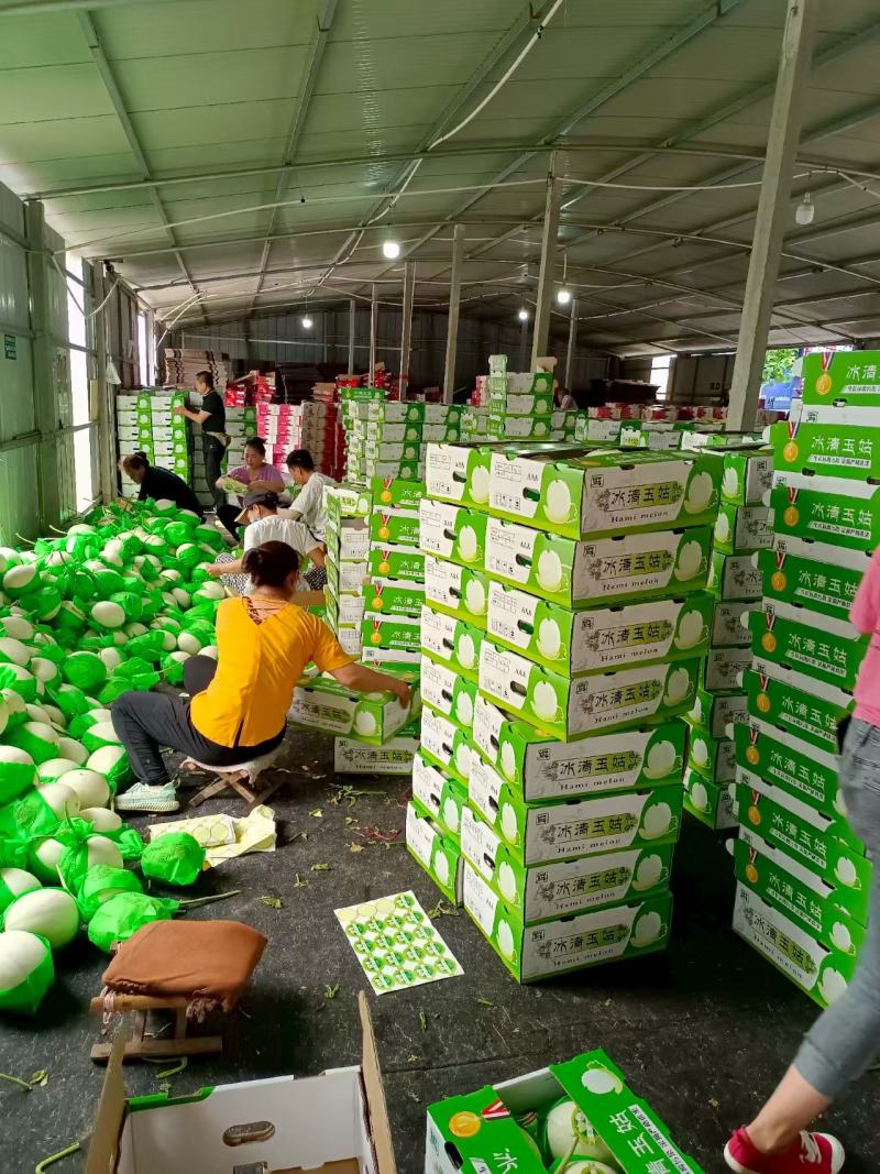 玉姑甜瓜冰清玉姑绿肉白瓜正圆形种植产地看棚定货口感好