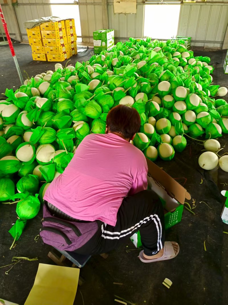 玉姑甜瓜冰清玉姑绿肉白瓜正圆形种植产地看棚定货口感好