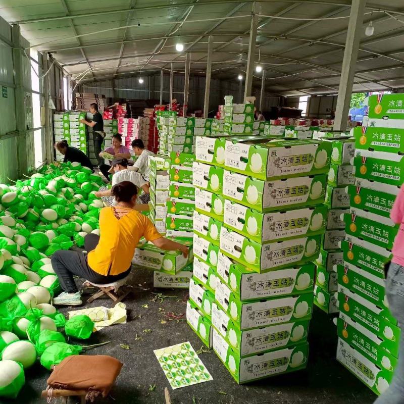 玉姑甜瓜冰清玉姑绿肉白瓜正圆形种植产地看棚定货口感好