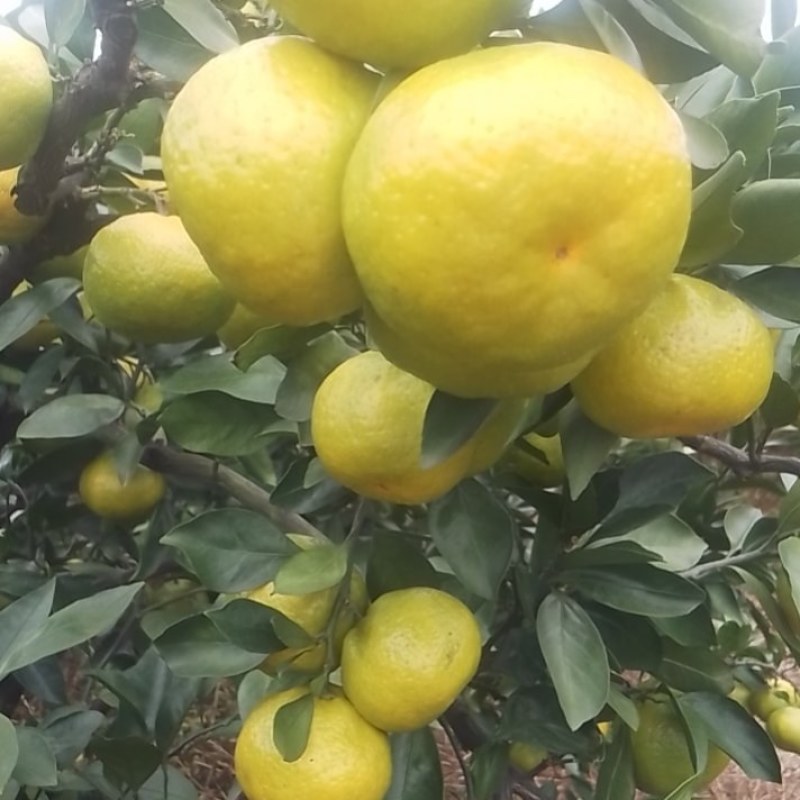 蜜橘