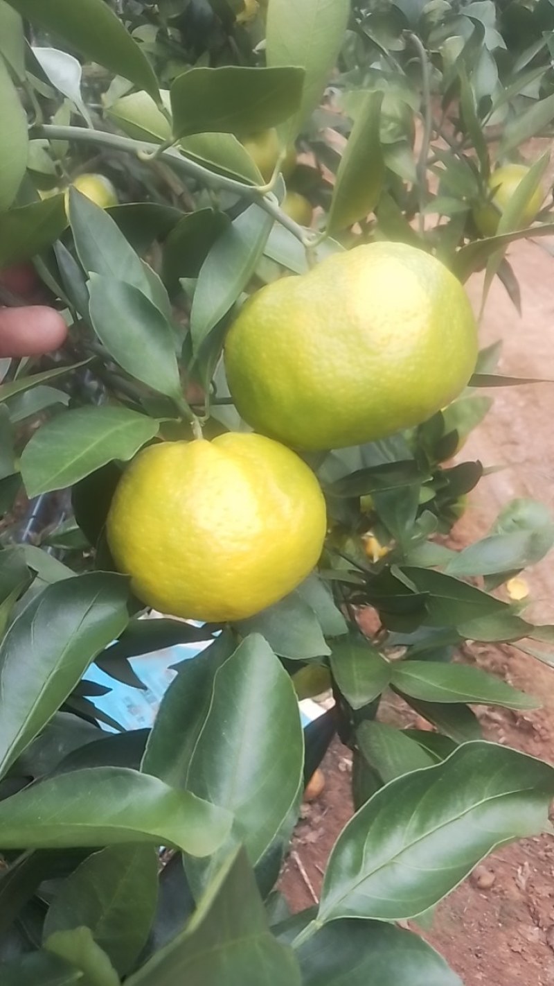 蜜橘