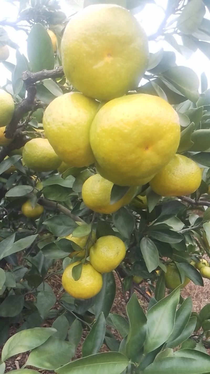 蜜橘