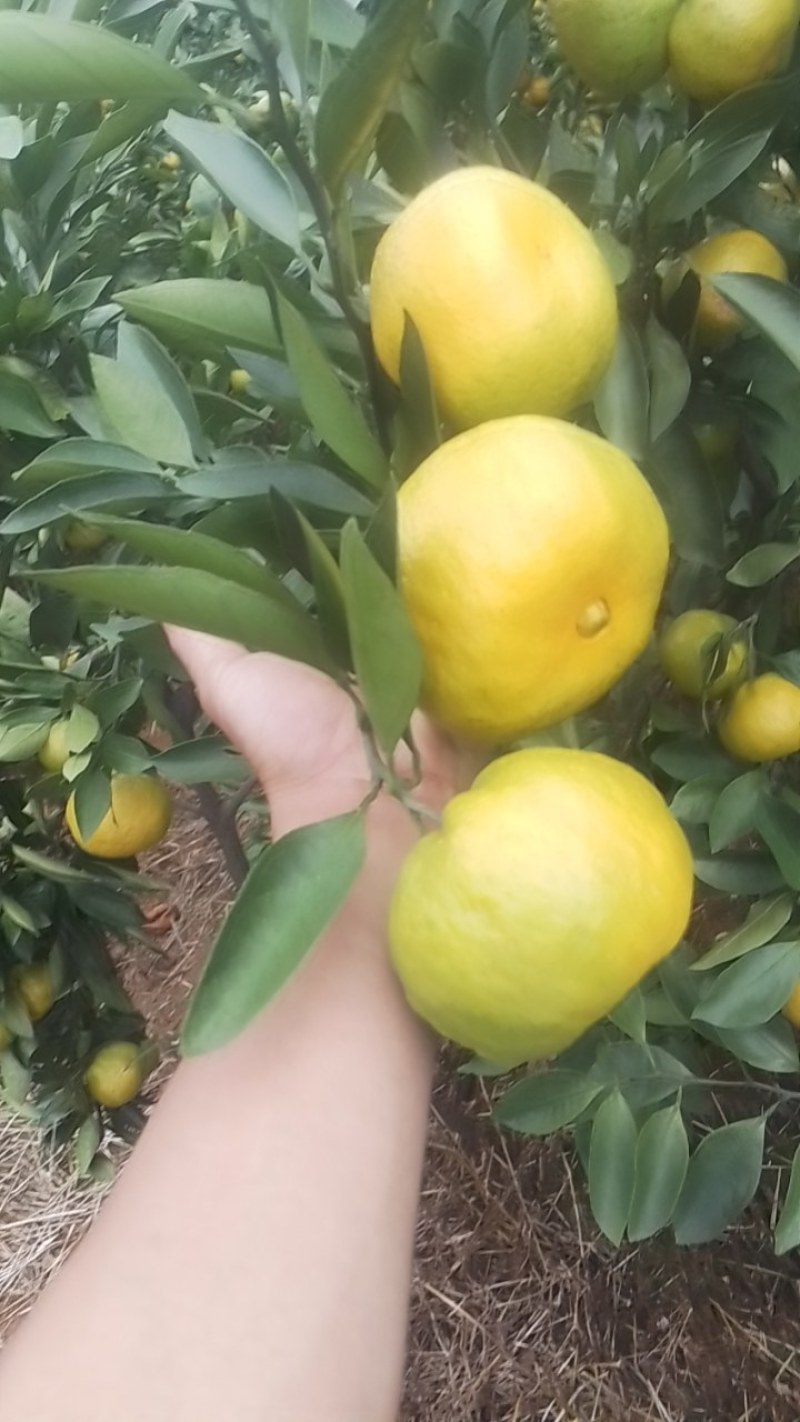 蜜橘