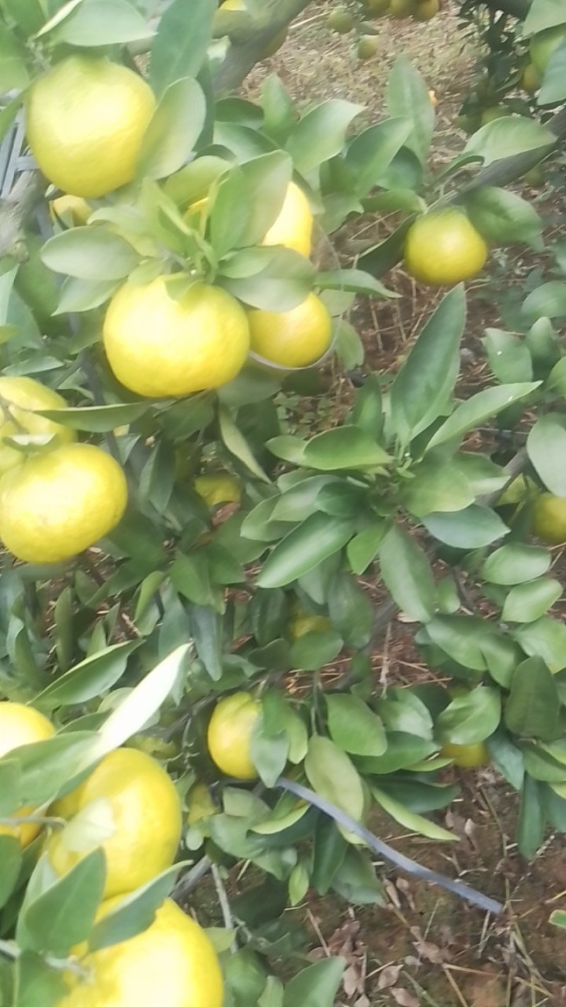 蜜橘