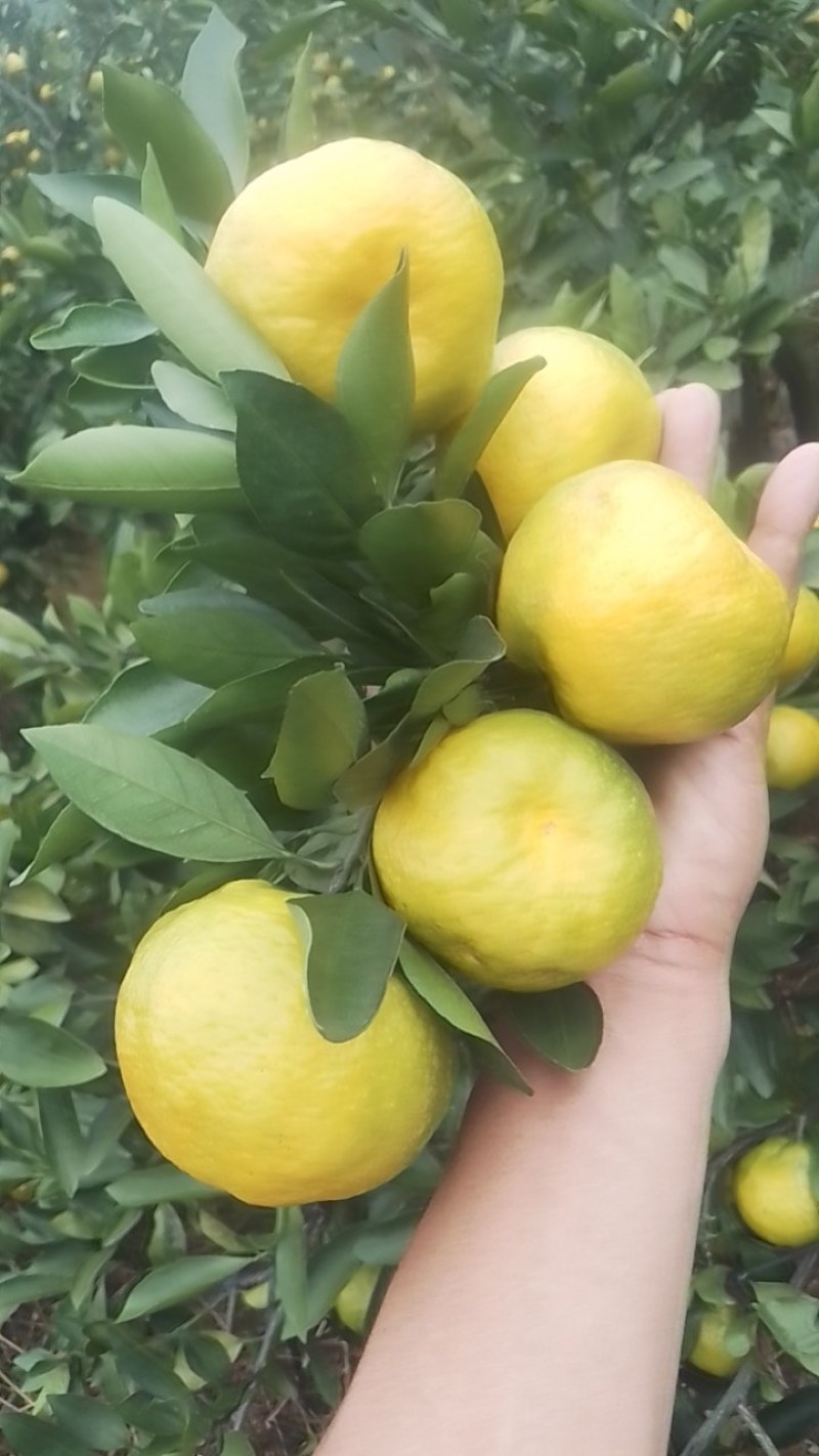 蜜橘