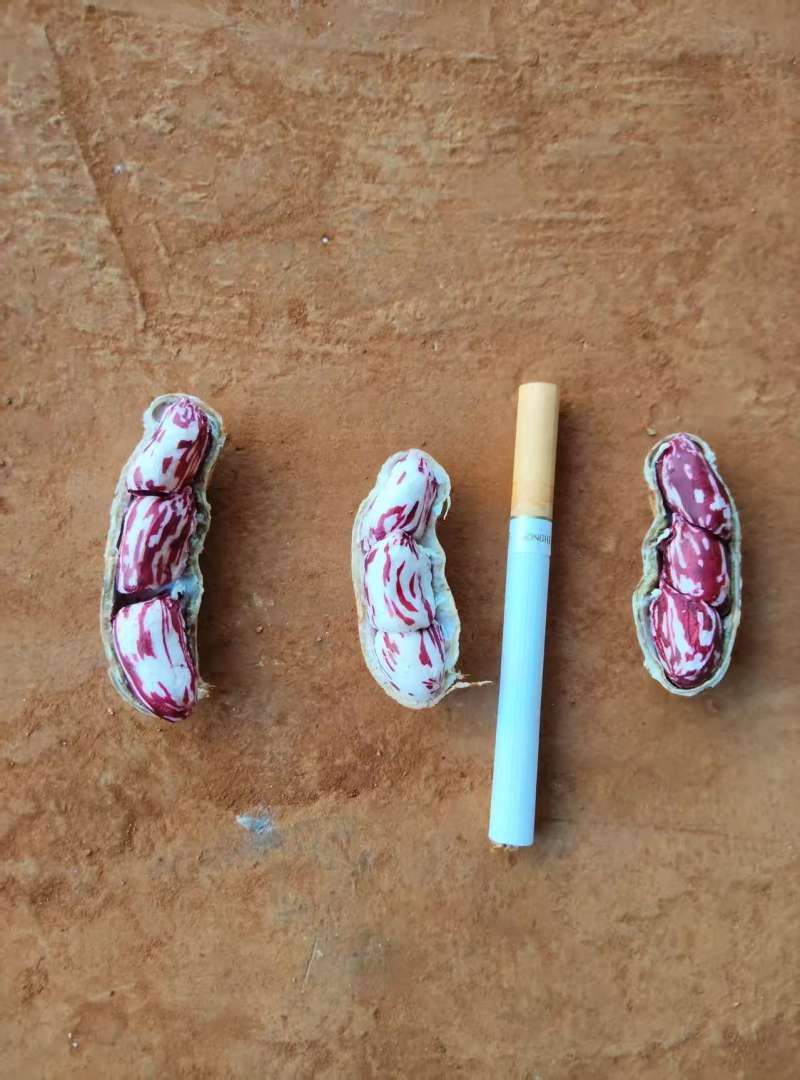 【实力】红土七彩花生；牛奶花生；带壳鲜花生；过筛货