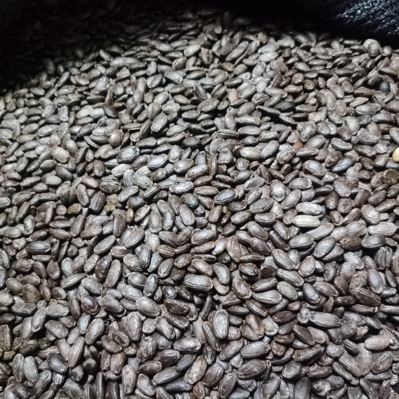 吊瓜子大量上市欢迎采购可视频看货验货