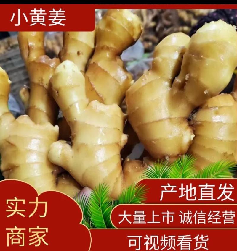 云南小黄姜规格全价格优产地直销全国批发市场档口欢迎咨询