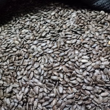 吊瓜子大量上市欢迎采购可视频看货验货