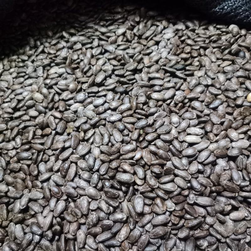 吊瓜子大量上市欢迎采购可视频看货验货