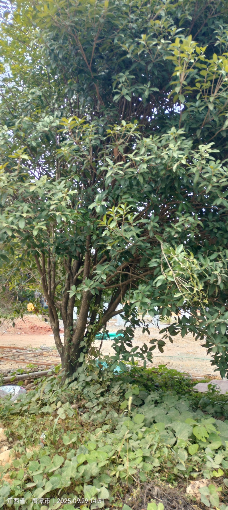 桂花树