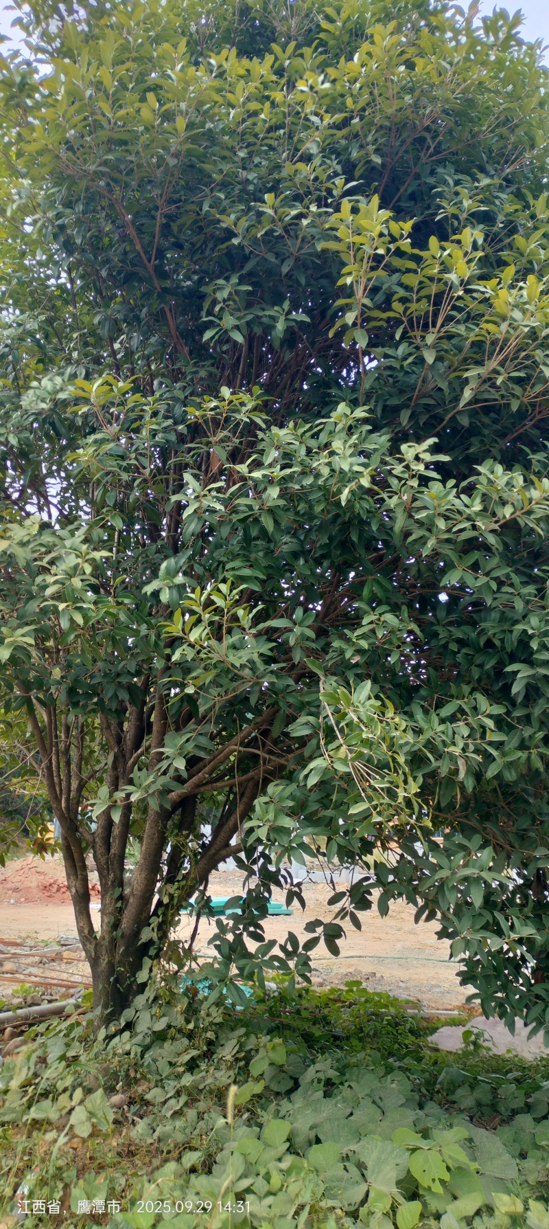桂花树