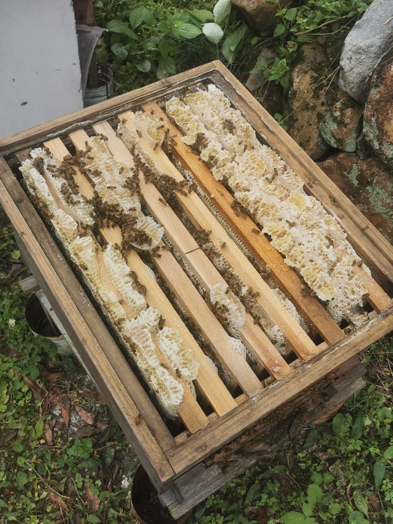 ***土蜂蜜福建武夷山，自家养殖，自产自销，品质保证