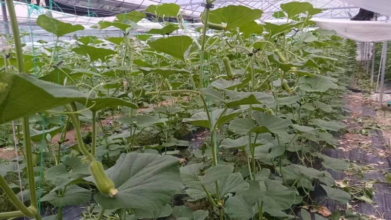 瓠子精品量大，价格实惠，需要的老板请及时联系