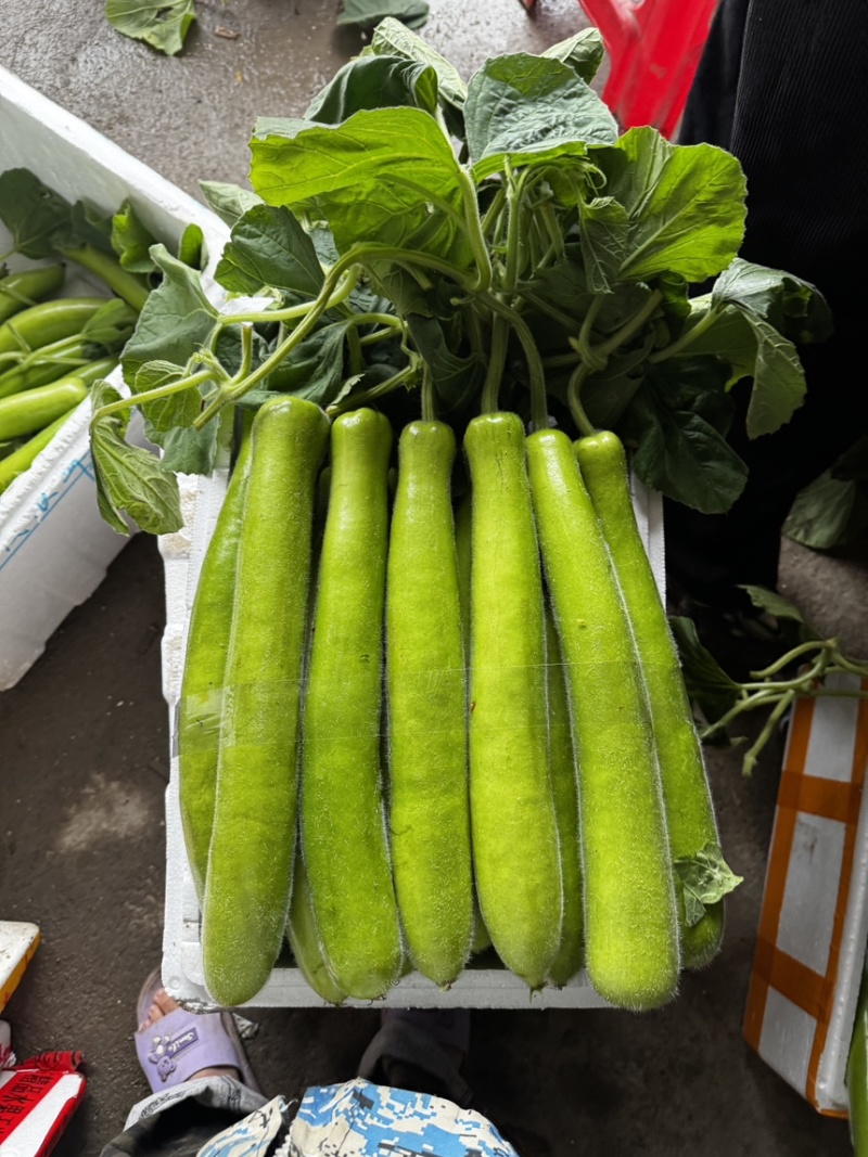 瓠子精品量大，价格实惠，需要的老板请及时联系