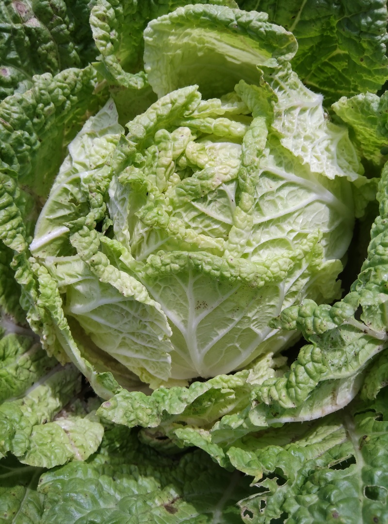 【推荐】黄心大白菜产地直发，实地看货诚信为本欢迎大家采购
