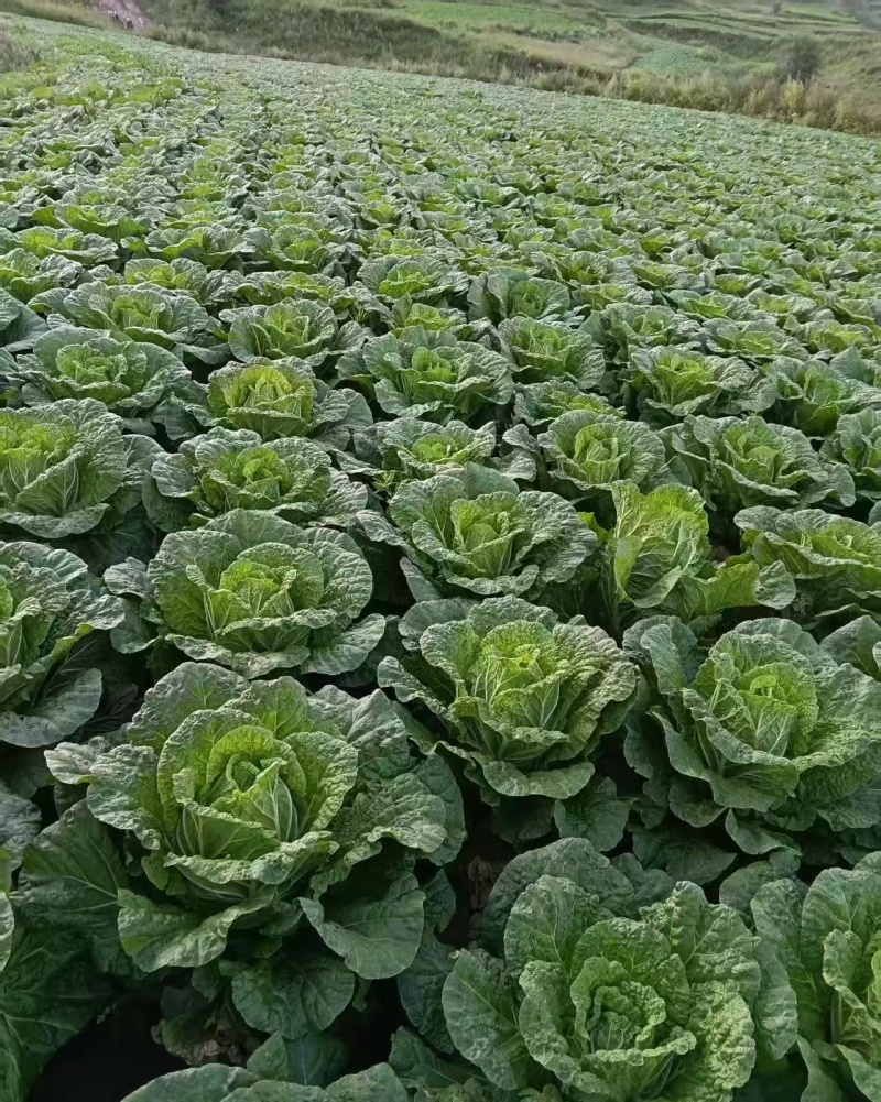 【推荐】黄心大白菜产地直发，实地看货诚信为本欢迎大家采购