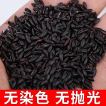 黑米大红袍黑珍珠黑米颗粒饱满厂家直销量大从优