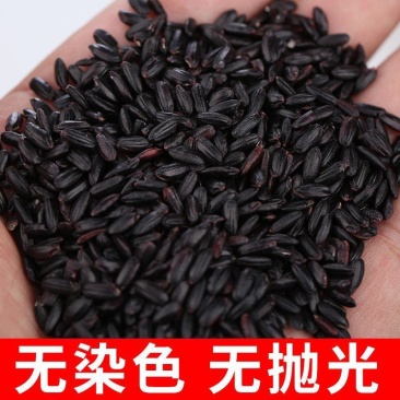 黑米大红袍黑珍珠黑米颗粒饱满厂家直销量大从优