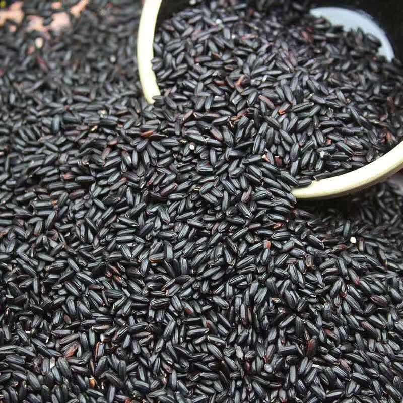 黑米大红袍黑珍珠黑米颗粒饱满厂家直销量大从优