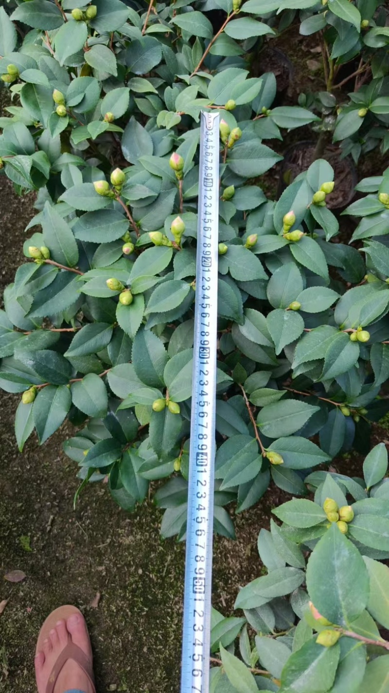 香妃茶花品质保证服务周到产地直发价格美丽
