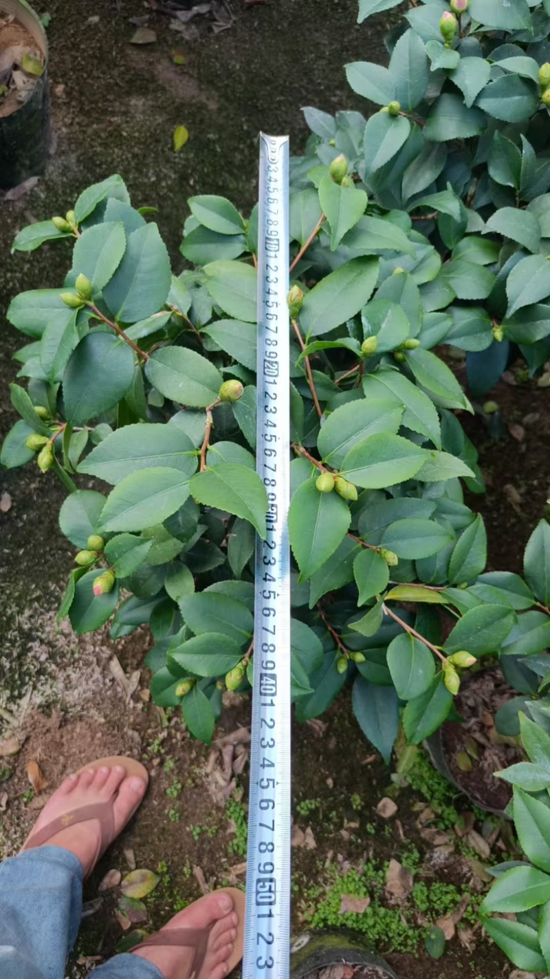 香妃茶花品质保证服务周到产地直发价格美丽