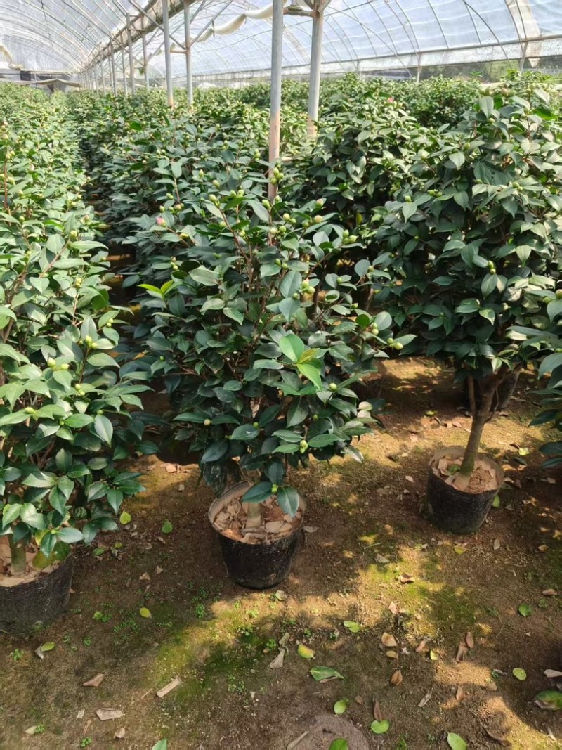香妃茶花品质保证服务周到产地直发价格美丽