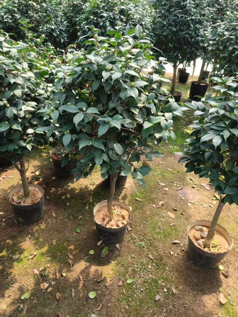 香妃茶花品质保证服务周到产地直发价格美丽