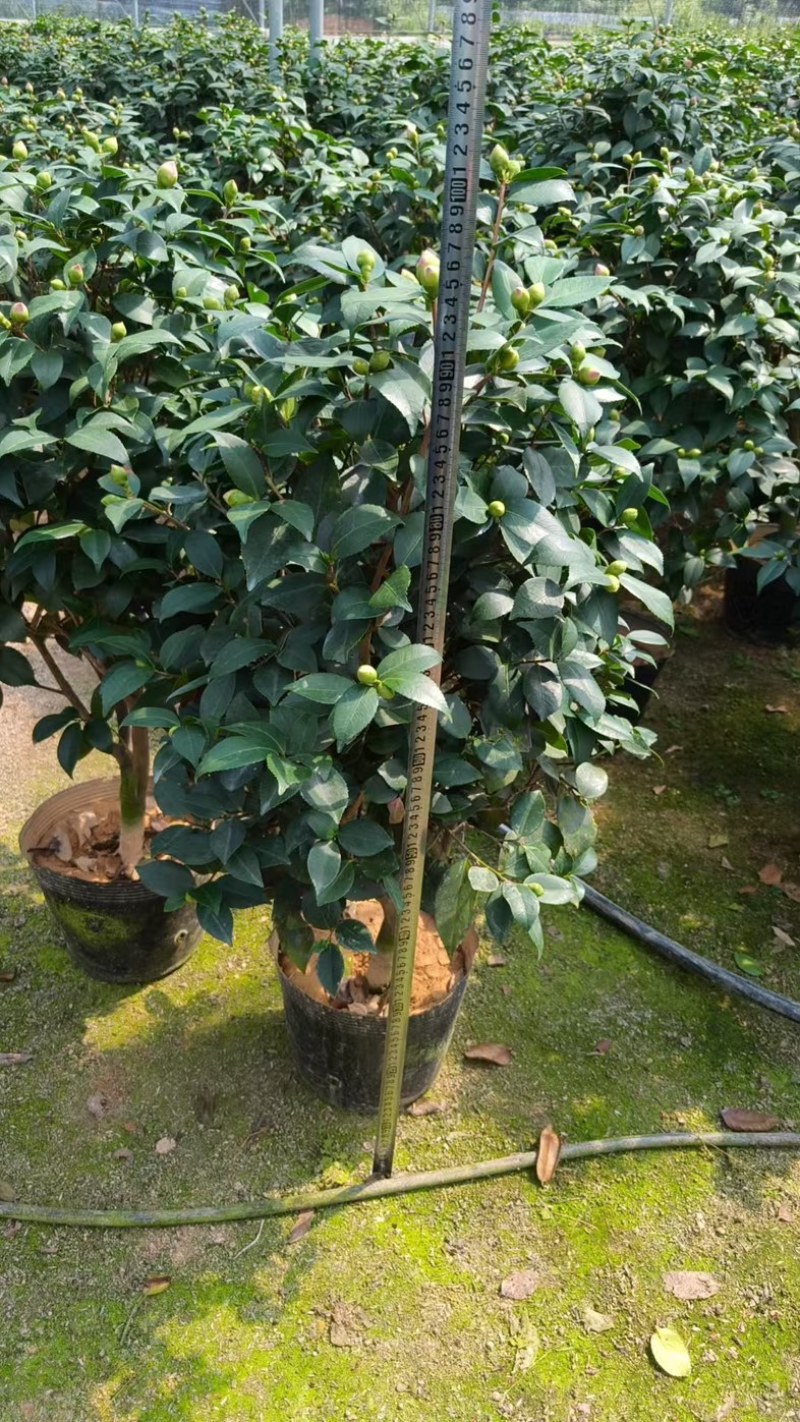 香妃茶花品质保证服务周到产地直发价格美丽
