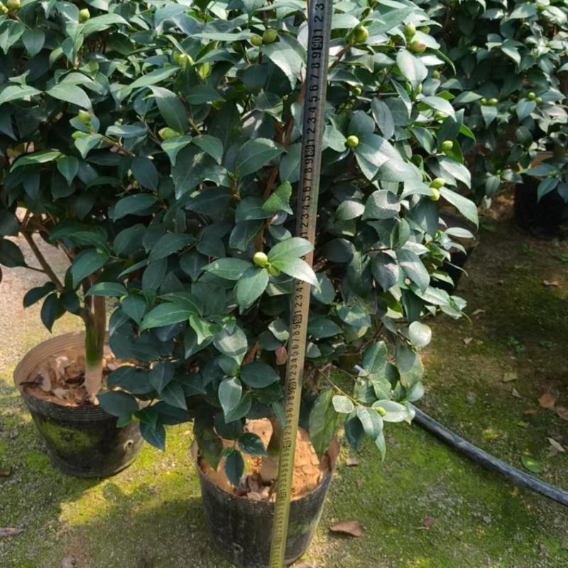 香妃茶花品质保证服务周到产地直发价格美丽